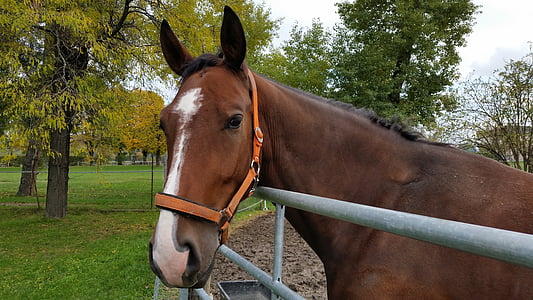 brown horse standing near gray fence thumbnail
