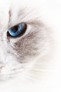 blue eyed white cat thumbnail