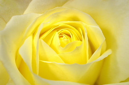 close up photo of yellow flower thumbnail