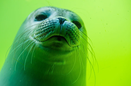 sea lion on green painted room thumbnail