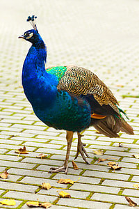 blue, brown, and green peacock standing on gray concrete surface thumbnail