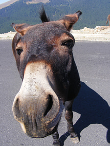 brown donkey standing on road photo during daytime thumbnail