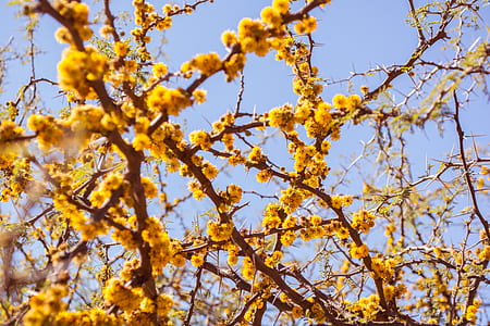 close-up photography of yellow petaled flowers thumbnail