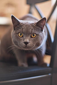 brown cat on parson chair thumbnail