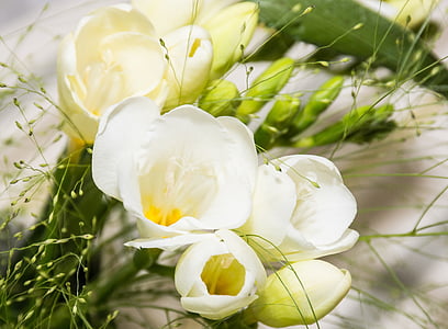 white petal flowers thumbnail