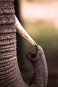 macro photo of elephant trunk and tusk thumbnail