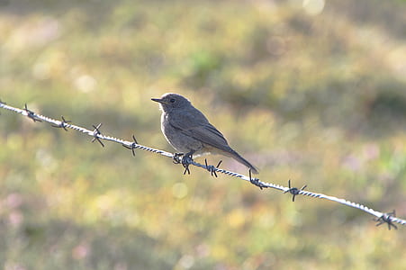 gray bird perch on gray metal barbed wire during daytime thumbnail