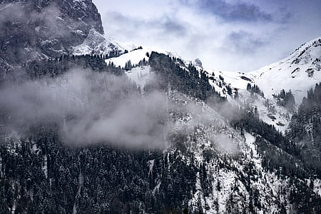 green pine trees on mountain at daytime in aerial view thumbnail