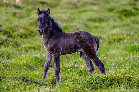 landscape, field, animal, countryside thumbnail