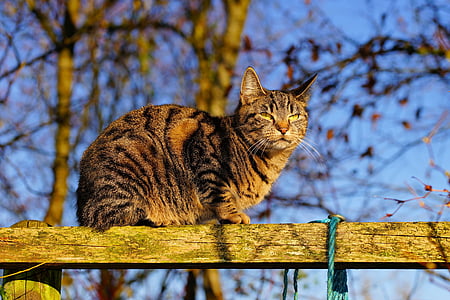 brown cat on brown wooden fence thumbnail