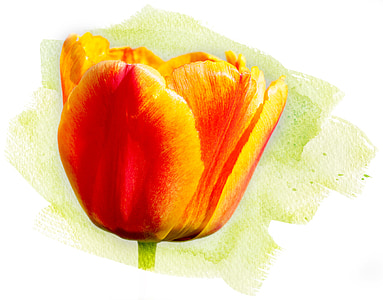 red tulip painting thumbnail