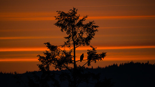 Eagle in the Sunset thumbnail