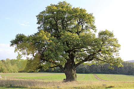 green leafed tree on grass field thumbnail