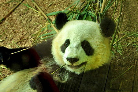 panda lying on brown surface beside bamboo plant thumbnail