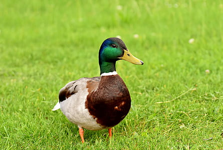 mallard duck standing on grassy field thumbnail