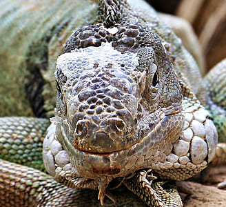 close up photo of brown monitoring lizard thumbnail