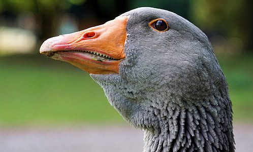 selective focus photography of gray duck thumbnail
