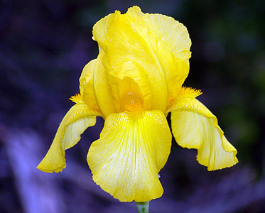 close-up photography of yellow petaled flower thumbnail