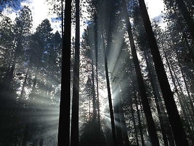 forest under white sky thumbnail