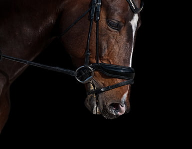 brown horse head photo thumbnail