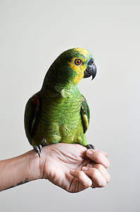 bird, hand, animal, pet thumbnail