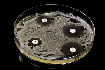Testing different concentrations of antibiotics thumbnail