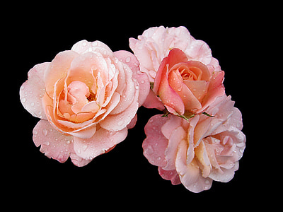 pink roses in bloom close up photo thumbnail