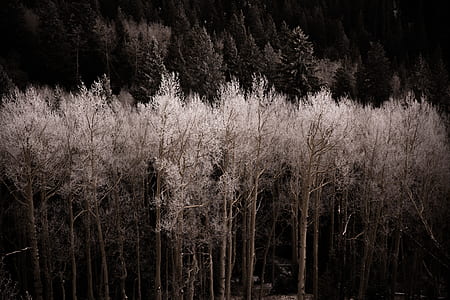 white flowering trees thumbnail