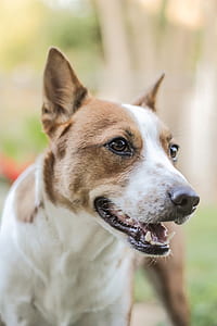 White and Brown Dog thumbnail