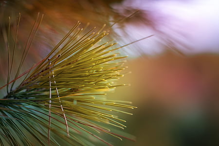 shallow focus photography of yellow leafed plant thumbnail