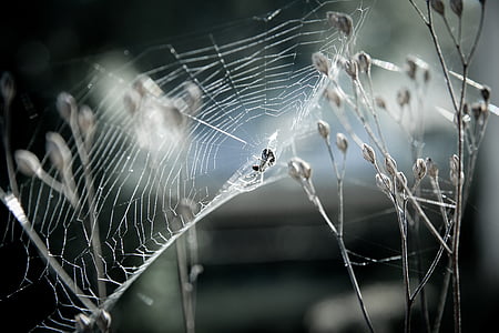 selective focus photography of insect on web thumbnail