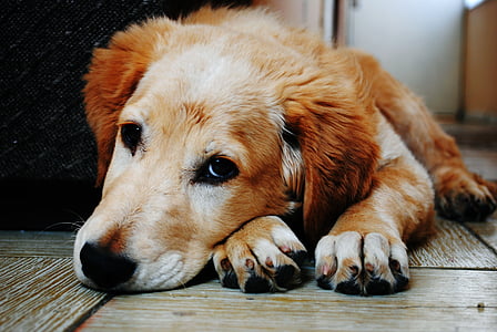 golden retriever puppy lying on floor thumbnail