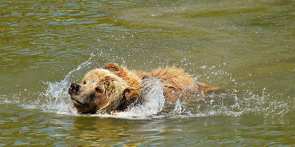 brown bear in body of water thumbnail