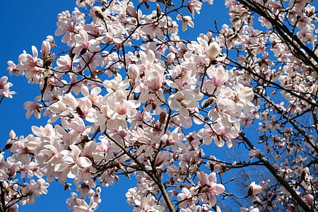 worm's eye view photography of cherry blossom tree thumbnail