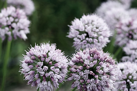 purple and green flowers thumbnail