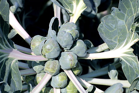 green leafed plant thumbnail
