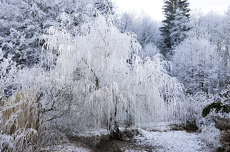 photo of green leafed trees with snow thumbnail