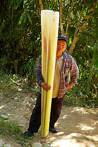 Agricultural Workers, Banana Root thumbnail
