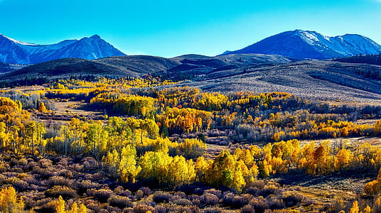 yellow trees thumbnail