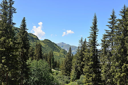 pine tree line across mountain under blue sky thumbnail