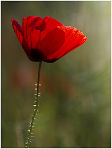 selective focus photography of red petaled flower thumbnail