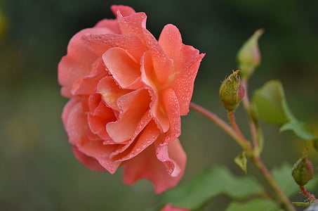 close up photography of pink rose flower thumbnail