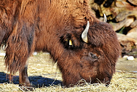 bison eating grass thumbnail