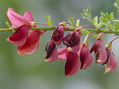 selective focus photography of pink petaled flowers thumbnail