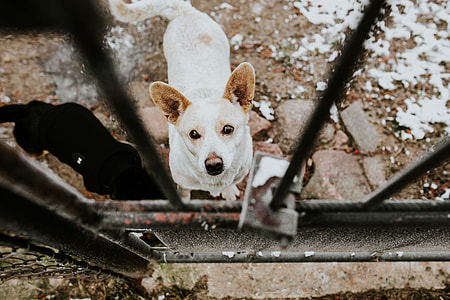 Dogs behind metal bars thumbnail