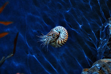 cephalopod, fossil, shell, aquarium thumbnail
