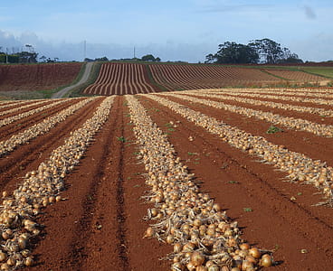 Rows of ripe raw onions drying in the field on a farm thumbnail