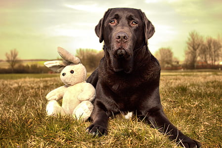 adult black Labrador retriever thumbnail