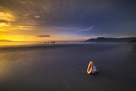 conch shell on sand near seashore thumbnail