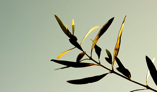 brown and green leafed plant thumbnail